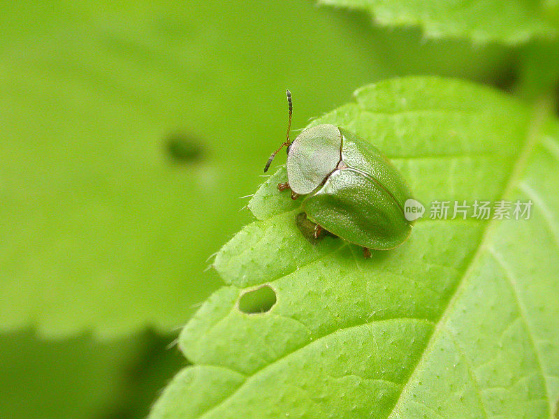 绿龟甲虫(Cassida viridis)